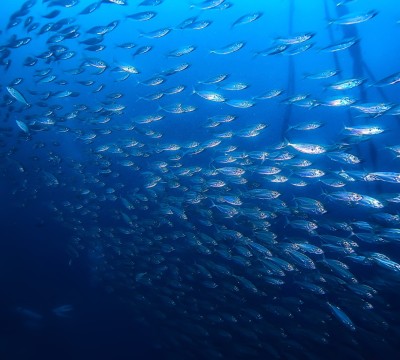 A Sea Change in Video Viewing